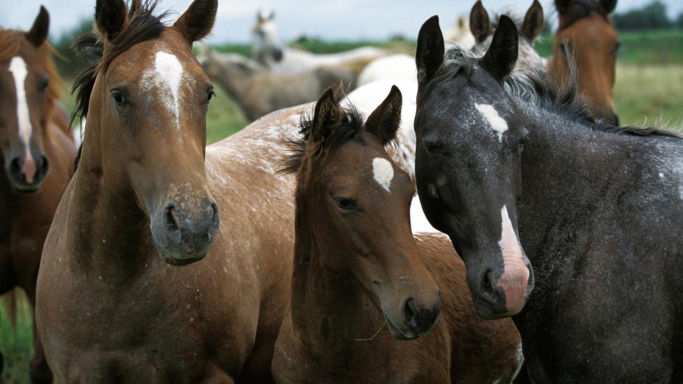 American Saddlebred horse herd